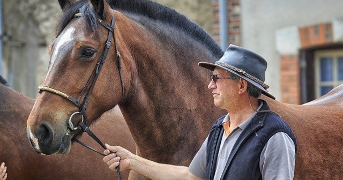 7 Horse For Sale Scams You Need To Know