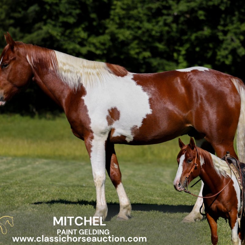 MITCHEL