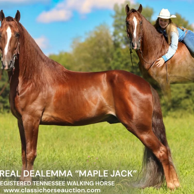 MAPLE JACK