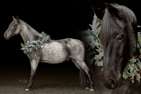 Blue Roan Kentucky Mountain (KMSHA) Gelding Consigned to Thehorsebay.com | Gaited/Trail/Ranch