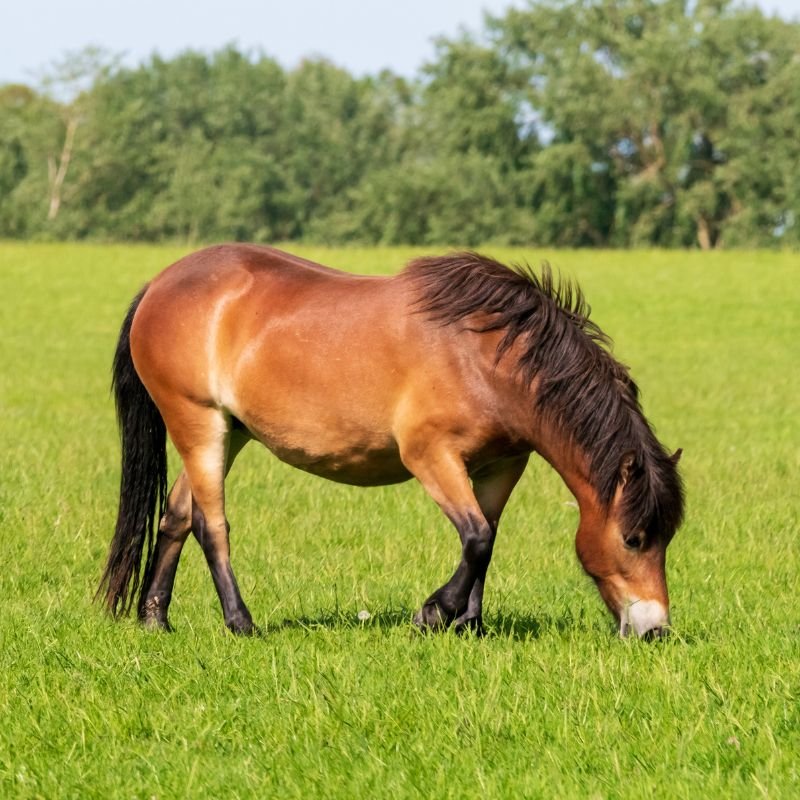 Light Dark Bay Appendix Mare - "Raven"