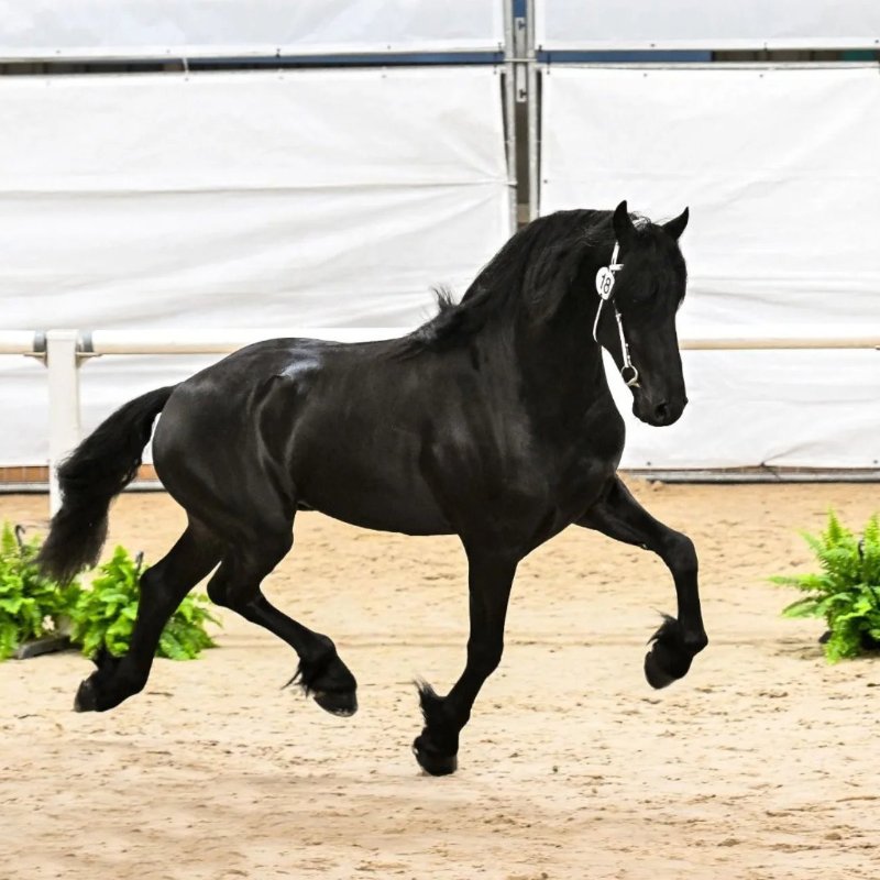 Adorable Fresian Looking for a new home
