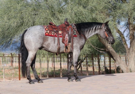 Quarter Horse Blue Roan Gelding 14.3 Hands (Legacy)