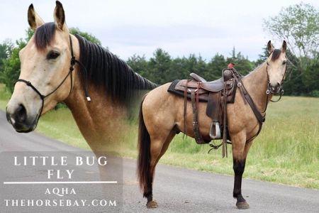 Buckskin AQHA Gelding