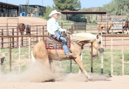 Quarter Horse Palomino Gelding 15 Hands (Hero)