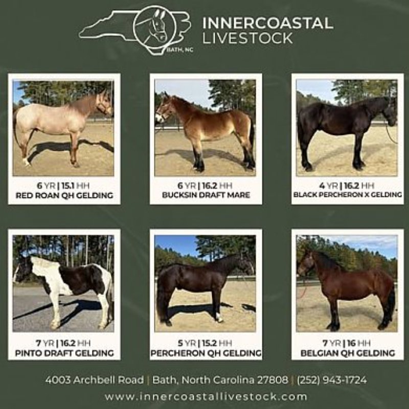 Horses For Sale