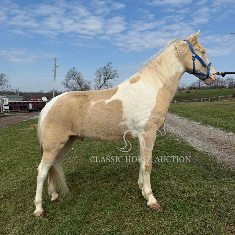 TUX'S BLUE EYED ALEN