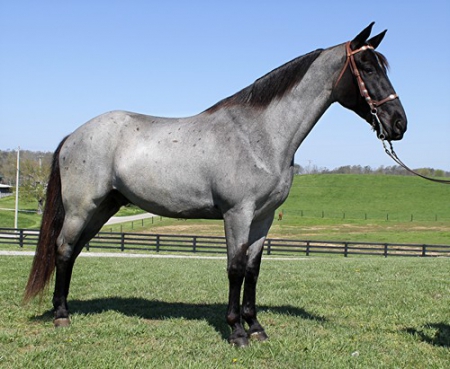 Tennessee Walking Horse True Blue Roan Gelding 16 Hands (Blue)
