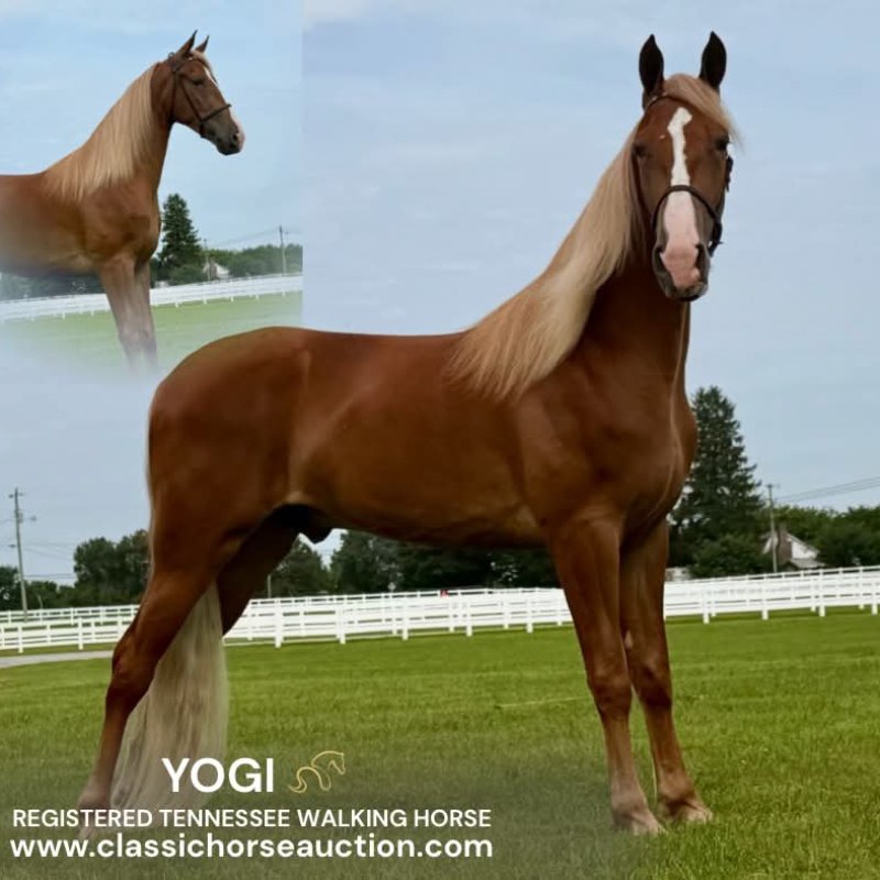 YOGI