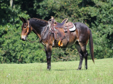 Mule Horse Bay Mare 15 Hands (Diva)