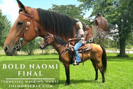 Buckskin Missouri Foxtrotter Mare For Sale (Gaited/Trail) Watch later Share