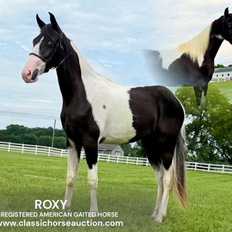 ROXY