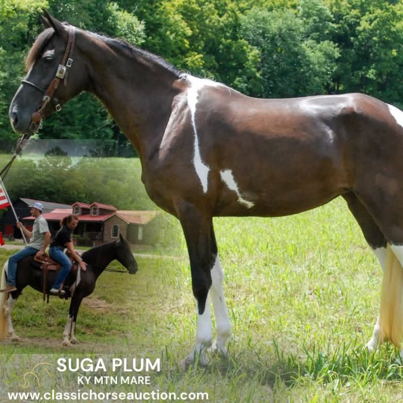 SUGA PLUM