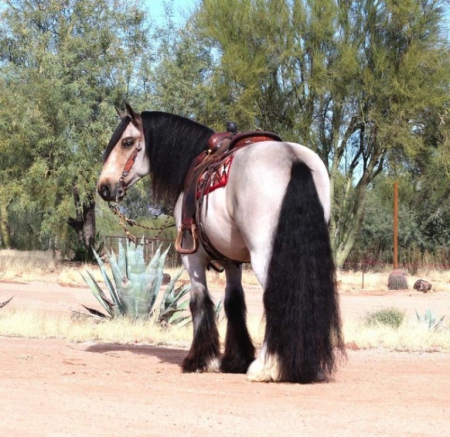 Gypsy Vanner Buckskin Gelding 14.3 Hands (Carson)