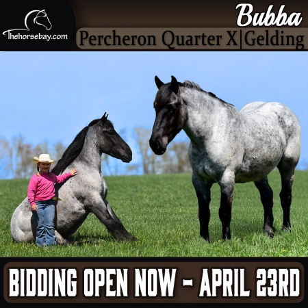 Blue Roan Percheron Quarter X Gelding (Driving/Ranch/Youth)