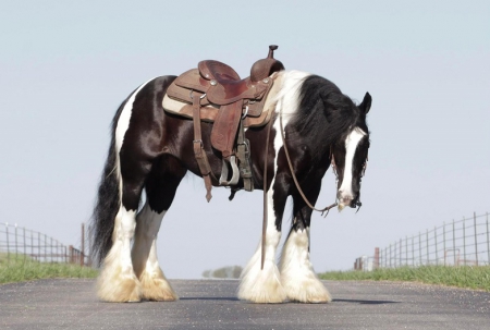 Gypsy Vanner Horse Black and White Mare 14 Hands (Diamond)