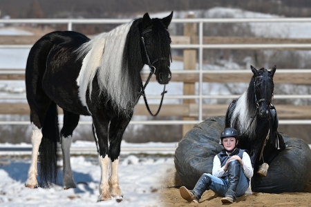 Friesian Pony X Gelding Consigned to Thehorsebay.com | Driving/Ranch/Show
