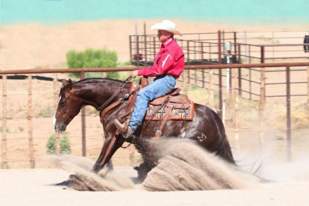 Quarter Horse Chestnut Gelding 15 Hands (Dandy)