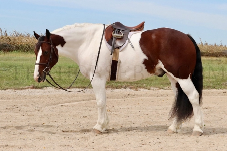 Gypsy X Gelding For Sale (Dressage/Jumping/Trail)