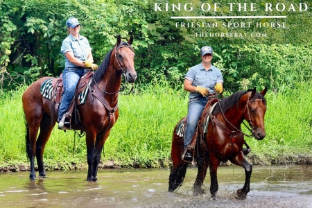 Bay Friesian Sport Horse Gelding For Sale (Driving/Athletic/Trail Competition)
