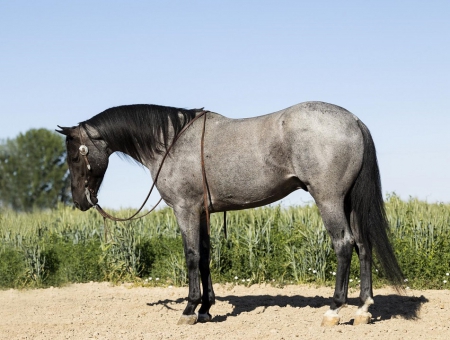 Pony Horse Palomino Paint Gelding 13.3 Hands (David)