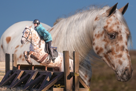 Leopard Appaloosa Gelding | Consigned to Thehorsbay.com