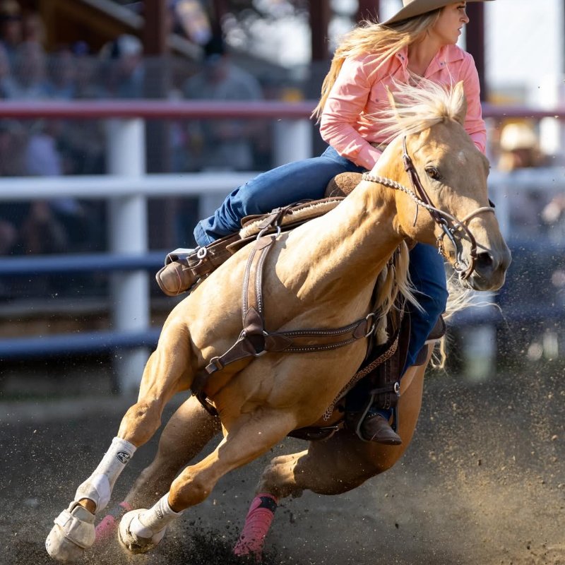 Elite Gold Palomino Barrel Horse | King Crush AQHA