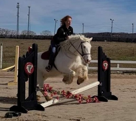 Gypsy Vanner Horse Cremello Mare 15 Hands (Elsie)