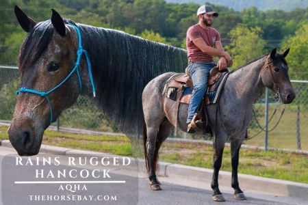Bay Roan AQHA Mare
