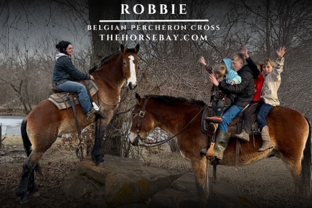 Belgian Percheron X Gelding