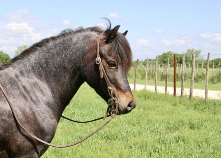 Welsh Pony Horse Blue Roan Mare 12 Hands (Amigo)
