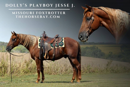 Registered Missouri Foxtrotter Gelding