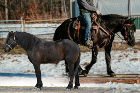 Black Friesian X Gelding For Sale | Consigned to Thehorsebay.com