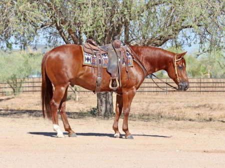 Quarter Horse Sorrel Gelding 15 Hands (Cupid)