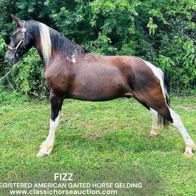 FIZZ