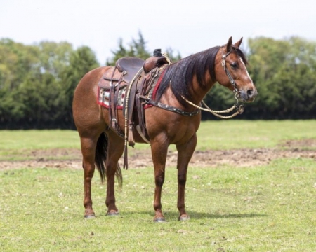 Quarter Horse Chestnut Gelding 14.2 Hands (Bello)