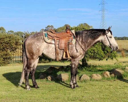 Quarter Horse Dapple Grey Gelding 15.1 Hands (Excellence)