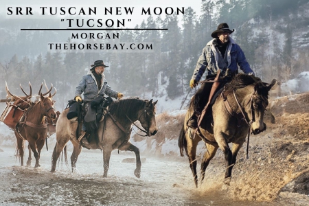 Morgan Gelding (All Around/Ranch/Trail)