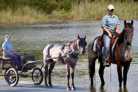 Percheron Quarter Horse X Gelding | Thehorsebay.com | Driving/Ranch/Trail