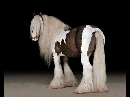 Gypsy Vanner Tobiano Gelding 14 Hands (Fluffy)